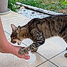 cat, tabby_cat, foot, barefoot, tile_floor, outdoor, garden, plant_pot, shoe, paw, bite, playful, animal, pet, greenery, grass, stone, curb, human, interaction