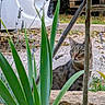 Ulysse participe au concours pour gagner de l'argent avec cette photo : cat, tabby_cat, plant, greenery, tree, outdoor, garden, nature, animal, pet, feline, curious, grass, stone, wood, car_bumper, background, daylight, leaves, bush