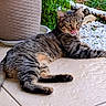Ulysse a rejoint le concours — aidez-le/la à gagner de superbes lots ! cat, tabby, outdoor, plant_pot, garden, pebbles, floor, tile, relaxed, licking, animal, pet, whiskers, tail, greenery, nature, sunlight, resting, playful, cheeky