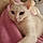 Minette