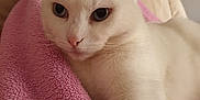 Minette participe au concours pour gagner de l'argent avec cette photo : animal, blanket, cat, close_up, comfort, cozy, cute, domestic_animal, feline, fur, indoor, living_room, paw, pet, pink_blanket, relaxed, resting, sofa, soft_texture, white_cat