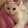 animal, blanket, cat, close_up, comfort, cozy, cute, domestic_animal, feline, fur, indoor, living_room, paw, pet, pink_blanket, relaxed, resting, sofa, soft_texture, white_cat