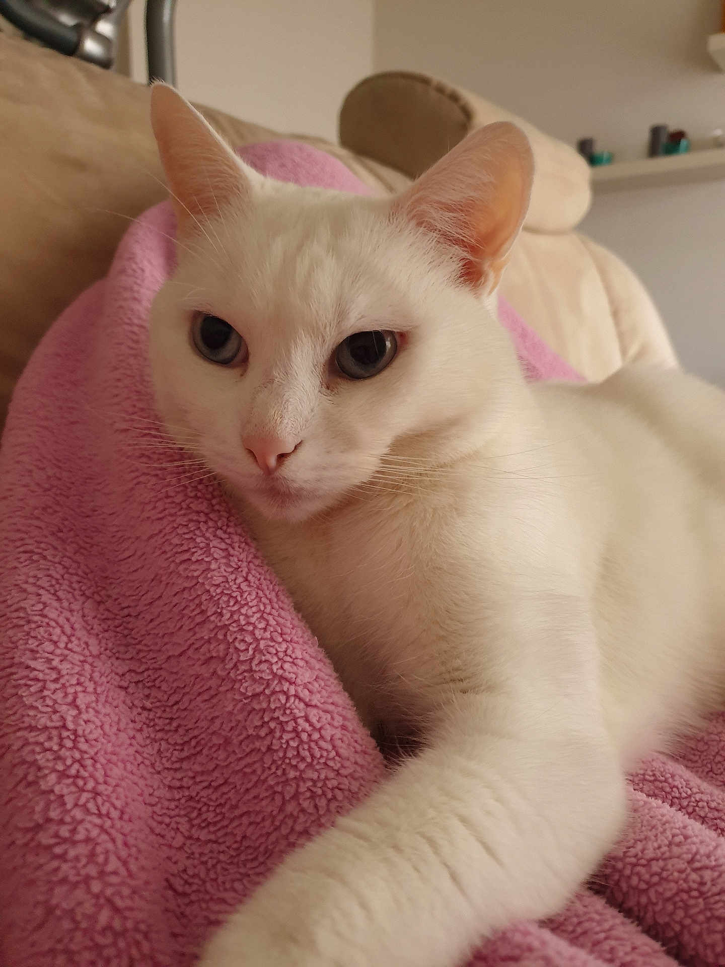 Minette