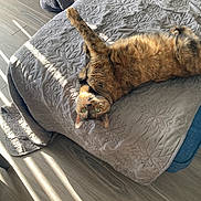 Bebe joined the competition — help win amazing prizes! bed, bedroom, blanket, brown_fur, cat, cozy, feline, funny, green_eyes, home, indoor, lying_down, pet, portrait, quilt, relaxed, sunbeams, sunlight, upside_down, wood_floor