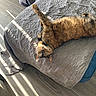 bed, bedroom, blanket, brown_fur, cat, cozy, feline, funny, green_eyes, home, indoor, lying_down, pet, portrait, quilt, relaxed, sunbeams, sunlight, upside_down, wood_floor