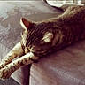 animal, cat, comfort, couch, cozy, domestic, ears, fur, furniture, home, indoor, mammal, paws, pet, relaxing, resting, sleepy, stretching, tabby, whiskers