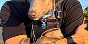 Kiba is registered to the contest to win money with this photo: dog, puppy, person, tattoo, watch, arm, collar, harness, outdoor, sunlight, blue_sky, street_sign, close_up, pet, animal, holding, casual_clothing, dog_tag, human_arm, daytime