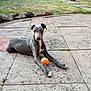 dog, puppy, grey_dog, tennis_ball, outdoor, patio, stone_tiles, grass, playing, laying_down, curious, animal, pet, young_dog, ears_up, white_markings, quiet, nature, summer, daylight