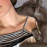 Kiba joined the competition — help win amazing prizes! person, dog, puppy, sleeping, couch, blanket, close_up, resting, snuggling, striped_clothing, earring, paw, fur, indoor, relaxation, comfort, nap, cute, pet, companion