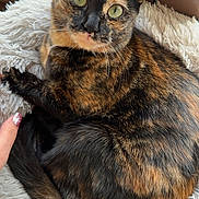 Una participe au concours pour gagner de l'argent avec cette photo : cat, tortoiseshell, pet, fluffy_blanket, window, indoor, green_eyes, fur, animal, cute, relaxed, closeup, resting, paw, human_hand, nail_polish, cozy, soft_texture, domestic, companion