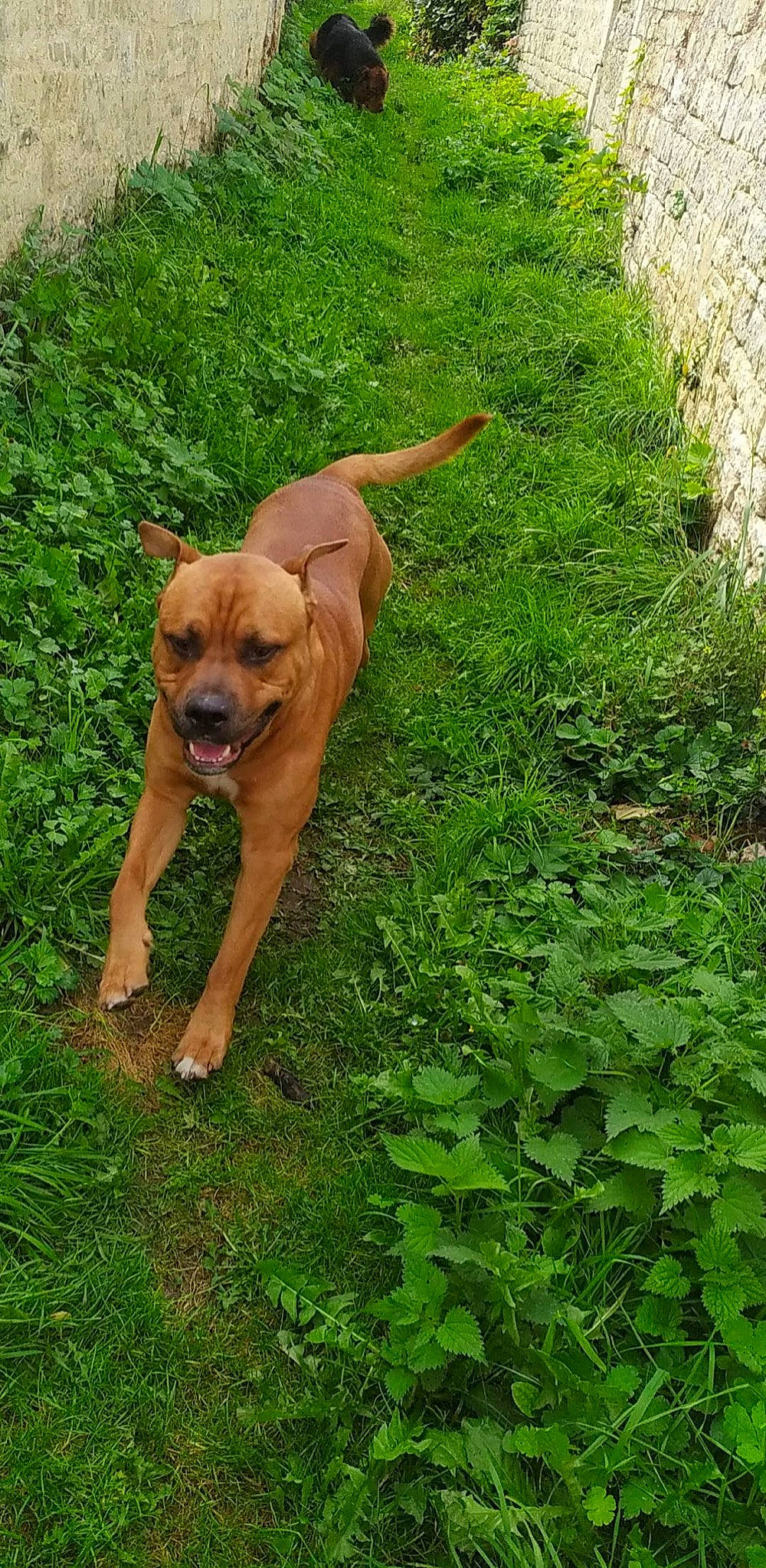 Turbo participe au concours pour gagner de l'argent avec cette photo : canidae, carnivore, companion_dog, dog, dog_breed, fawn, grass, grassland, groundcover, herbaceous_plant, hunting_dog, plant, shrub, snout, sporting_group, tail, wildlife, working_animal, working_dog