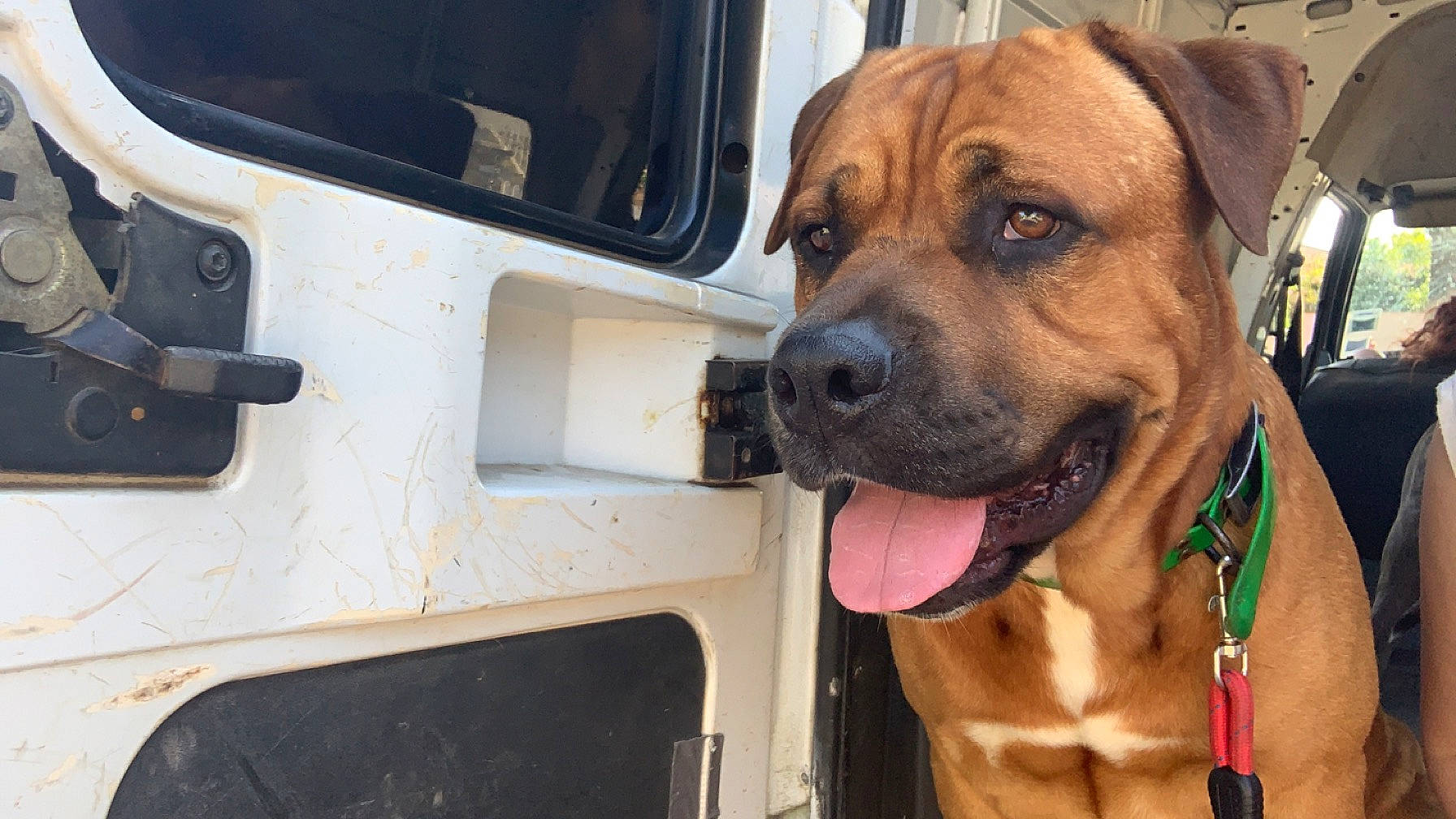 Turbo participe au concours pour gagner de l'argent avec cette photo : automotive_exterior, automotive_lighting, automotive_tail_brake_light, canidae, carnivore, collar, companion_dog, dog, dog_breed, dog_collar, fawn, fender, gas, hood, motor_vehicle, snout, sporting_group, vehicle, vehicle_door, vehicle_registration_plate