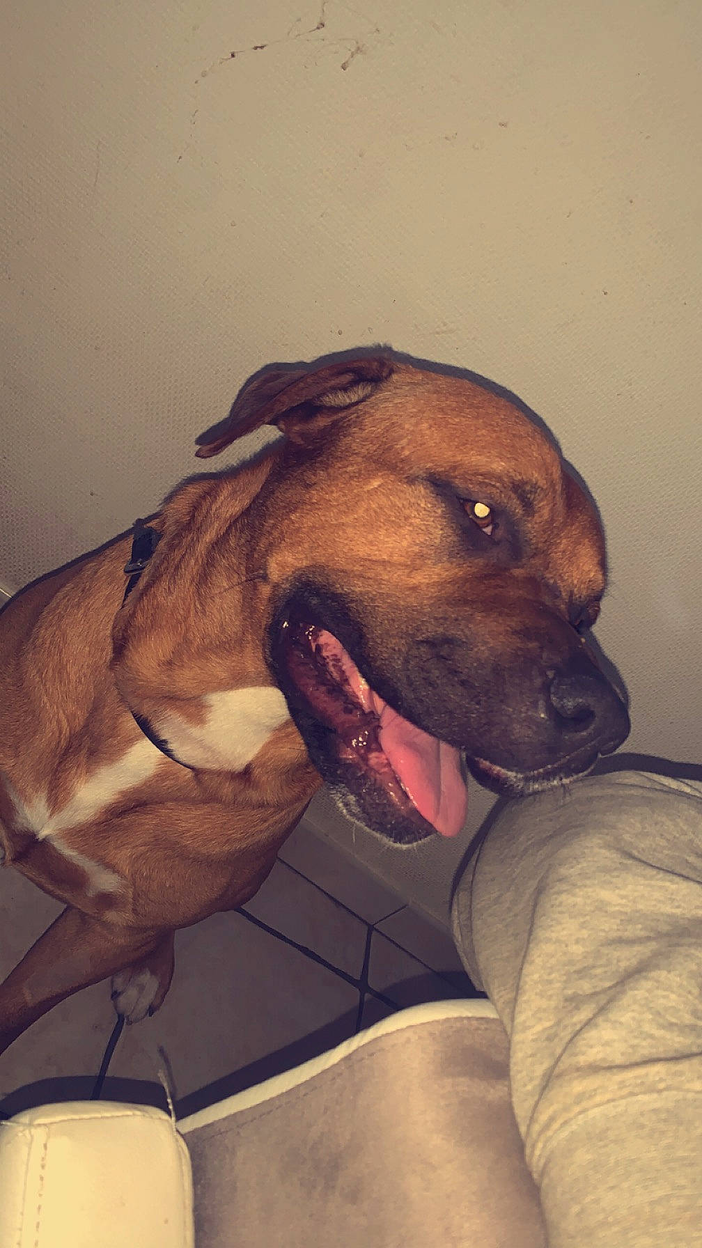 Turbo participe au concours pour gagner de l'argent avec cette photo : canidae, carnivore, collar, comfort, companion_dog, dog, dog_breed, dog_collar, dog_supply, ear, fawn, hound, jaw, liver, metal, pet_supply, snout, sporting_group, whiskers, working_animal