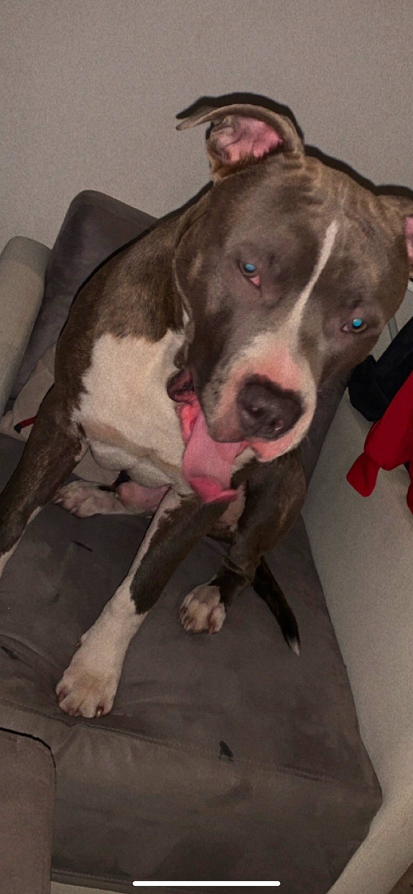 Ratatouille a rejoint le concours — aidez-le/la à gagner de superbes lots ! canidae, carnivore, collar, comfort, companion_dog, dog, dog_breed, dog_collar, fawn, fur, guard_dog, liver, non_sporting_group, pet_supply, snout, sporting_group, vertebrate, whiskers, working_animal