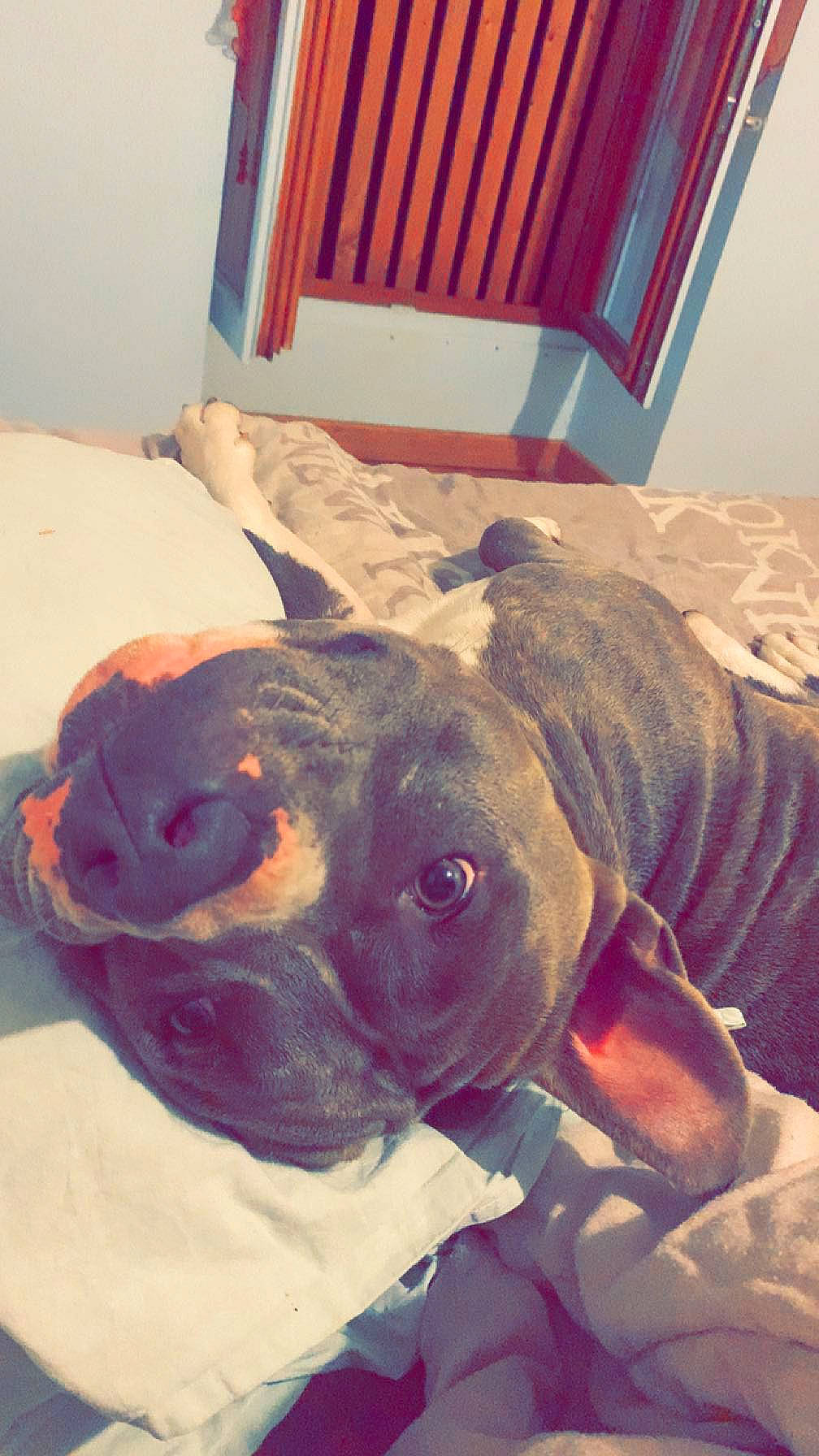 Ratatouille a rejoint le concours — aidez-le/la à gagner de superbes lots ! boxer, canidae, carnivore, comfort, companion_dog, dog, dog_breed, ear, fawn, guard_dog, linens, molosser, pet_supply, selfie, snout, sporting_group, toy_dog, whiskers, working_animal, wrinkle