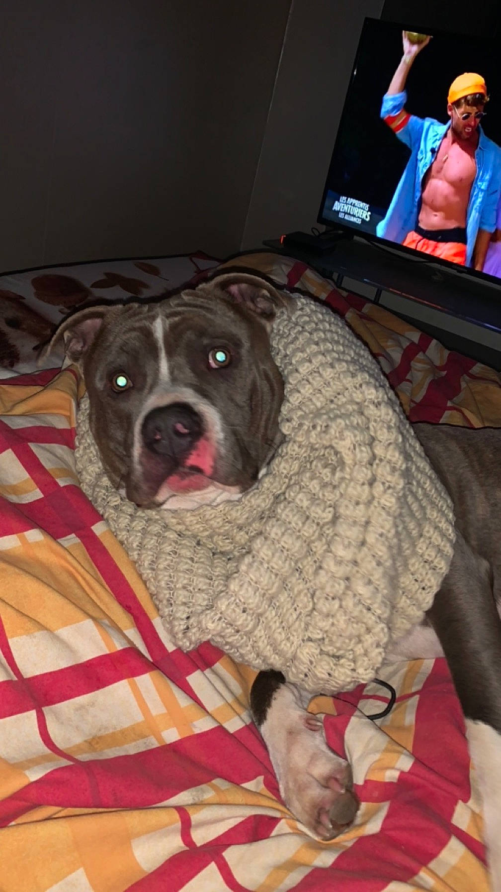 Ratatouille a rejoint le concours — aidez-le/la à gagner de superbes lots ! cable_television, canidae, carnivore, comfort, companion_dog, couch, display_device, dog, dog_breed, dog_supply, fawn, flat_panel_display, fur, led_backlit_lcd_display, output_device, snout, television, television_set, whiskers, working_animal