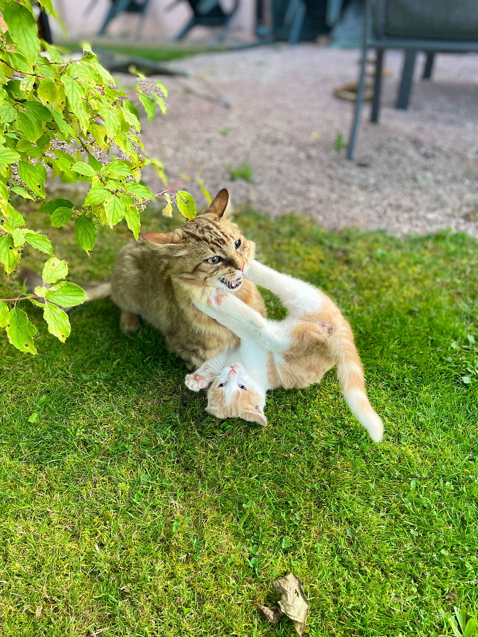 Soleil participe au concours pour gagner de l'argent avec cette photo : big_cats, carnivore, cat, companion_dog, dog_breed, domestic_short_haired_cat, fawn, felidae, fur, garden, grass, groundcover, lawn, plant, sitting, small_to_medium_sized_cats, snout, tail, terrestrial_animal, whiskers