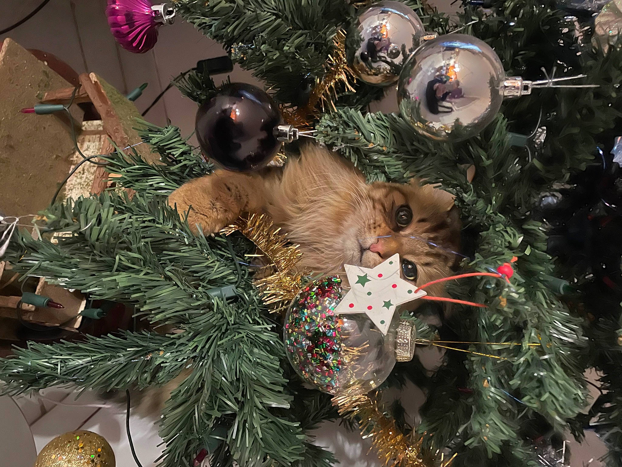 Soleil a rejoint le concours — aidez-le/la à gagner de superbes lots ! branch, christmas_decoration, christmas_eve, christmas_ornament, christmas_tree, event, evergreen, holiday, holiday_ornament, light, natural_material, ornament, plant, shortstraw_pine, terrestrial_plant, toy, tradition, tree, twig, woody_plant