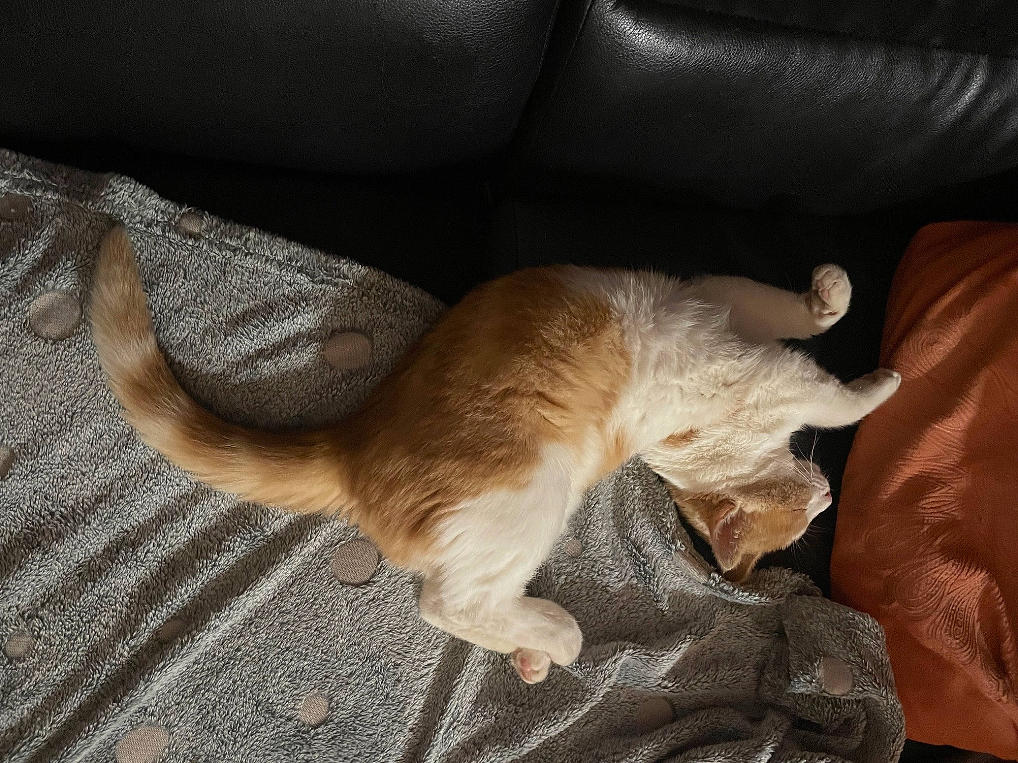 Hope participe au concours pour gagner de l'argent avec cette photo : brown, carnivore, cat, claw, comfort, companion_dog, dog_breed, domestic_short_haired_cat, fawn, felidae, flooring, foot, fur, hardwood, human_leg, paw, small_to_medium_sized_cats, tail, whiskers, wood