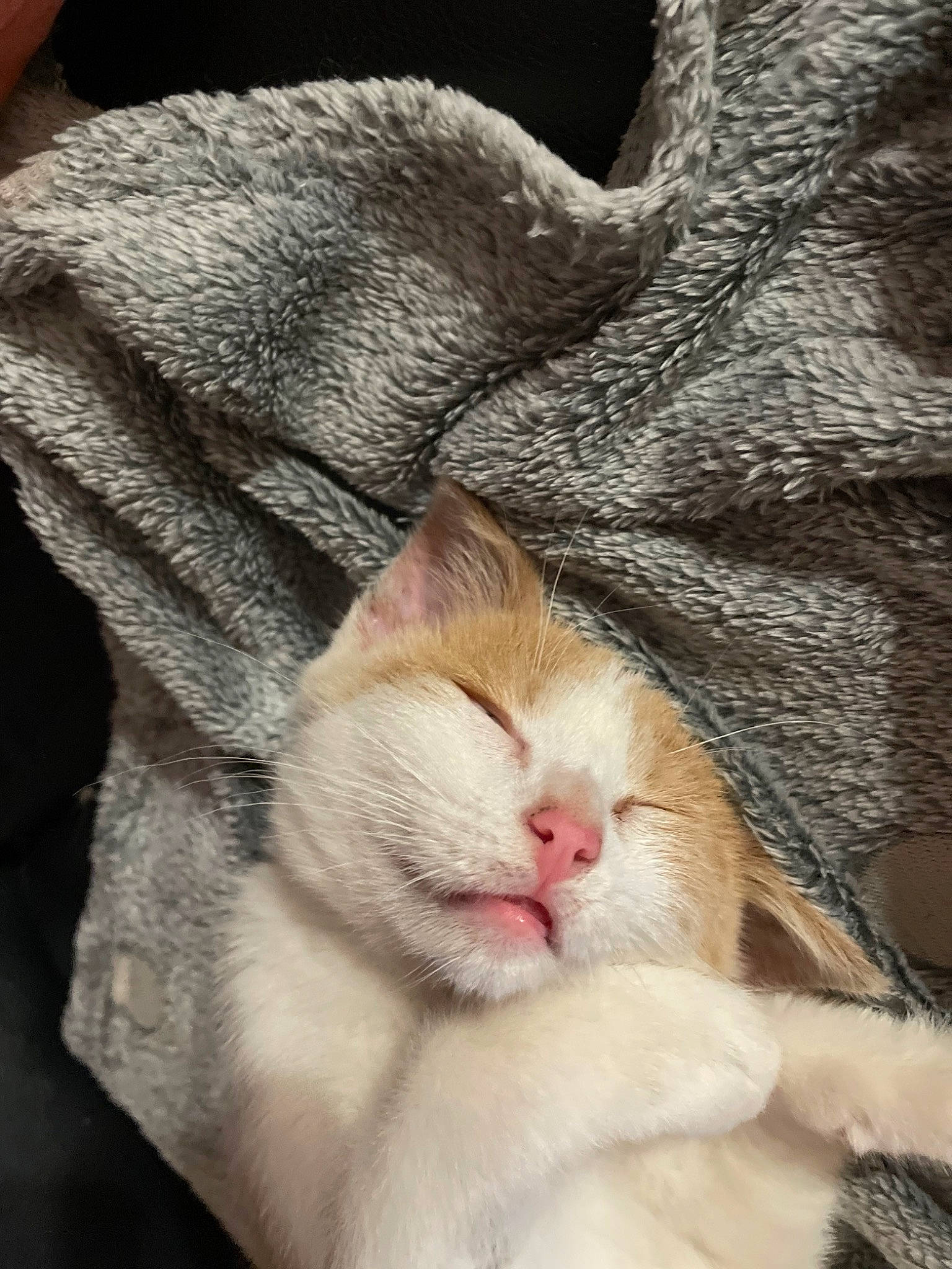 Hope participe au concours pour gagner de l'argent avec cette photo : carnivore, cat, close_up, comfort, domestic_short_haired_cat, ear, eye, eyelash, fawn, felidae, head, leg, linens, nose, paw, small_to_medium_sized_cats, snout, tail, whiskers, wood