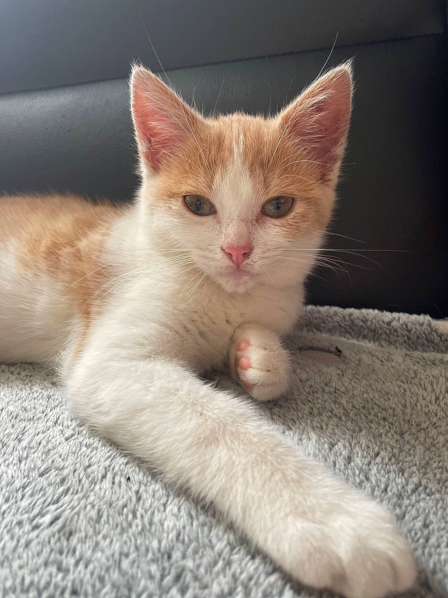 Hope participe au concours pour gagner de l'argent avec cette photo : carnivore, cat, cat_furniture, claw, comfort, domestic_short_haired_cat, eye, fawn, felidae, foot, fur, paw, sitting, small_to_medium_sized_cats, snout, tail, whiskers