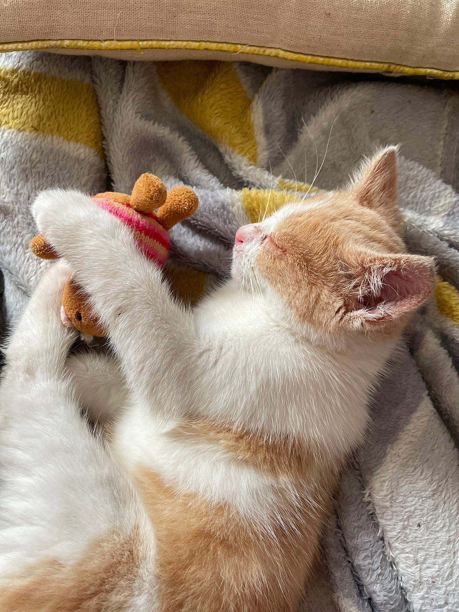 Hope participe au concours pour gagner de l'argent avec cette photo : carnivore, cat, cat_supply, claw, close_up, comfort, domestic_short_haired_cat, fawn, felidae, fur, human_leg, linens, mammal, nap, pattern, paw, small_to_medium_sized_cats, snout, tail, whiskers