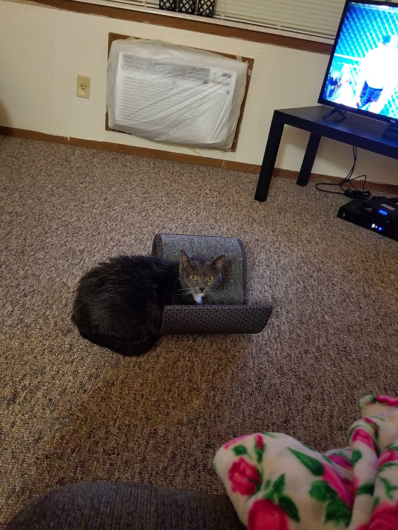 Sammy is registered to the contest to win money with this photo: carnivore, cat, felidae, floor, flooring, furniture, hardwood, home, house, interior_design, kitten, living_room, room, small_to_medium_sized_cats