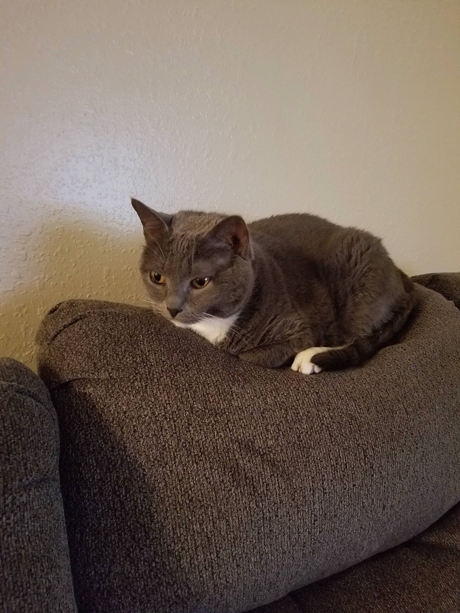 Sammy is registered to the contest to win money with this photo: asian, british_shorthair, carnivore, cat, cat_bed, chausie, comfort, domestic_short_haired_cat, european_shorthair, fawn, felidae, kitten, mammal, russian_blue, small_to_medium_sized_cats, tabby_cat, whiskers