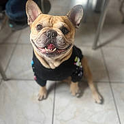 Poppy a rejoint le concours — aidez-le/la à gagner de superbes lots ! dog, french_bulldog, smiling, black_sweater, indoor, tile_floor, pet, cute, happy, sitting, animal, canine, ears, teeth, tongue, blurred_background, person, legs, furniture, home