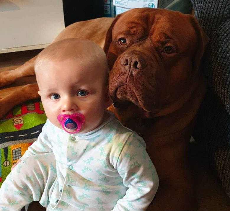Bruce is registered to the contest to win money with this photo: baby, baby_toddler_clothing, carnivore, cheek, comfort, companion_dog, dog, dog_breed, eye, fawn, head, liver, mouth, nose, skin, snout, toddler, whiskers, working_animal, wrinkle