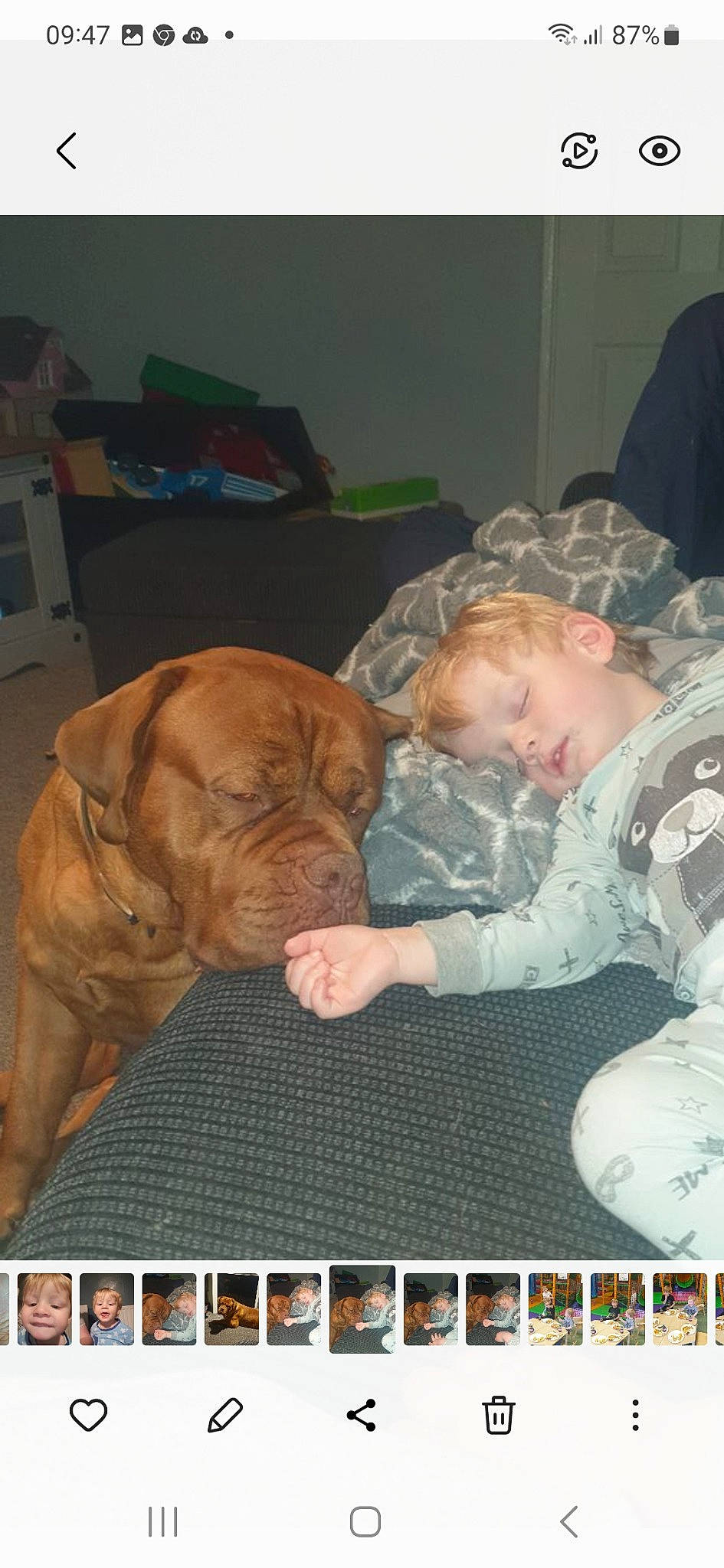 Bruce is registered to the contest to win money with this photo: baby, baby_toddler_clothing, carnivore, child, comfort, companion_dog, dog, dog_breed, dog_crate, dog_supply, fawn, fur, guard_dog, liver, mammal, snout, sporting_group, toddler, working_animal, wrinkle