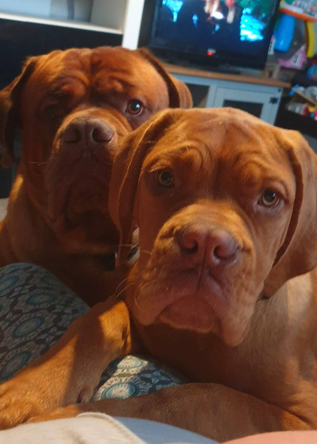 Bruce joined the competition — help win amazing prizes! cable_television, canidae, carnivore, companion_dog, display_device, dog, dog_breed, fawn, flat_panel_display, fur, led_backlit_lcd_display, liver, molosser, snout, sporting_group, television, whiskers, working_animal, working_dog, wrinkle