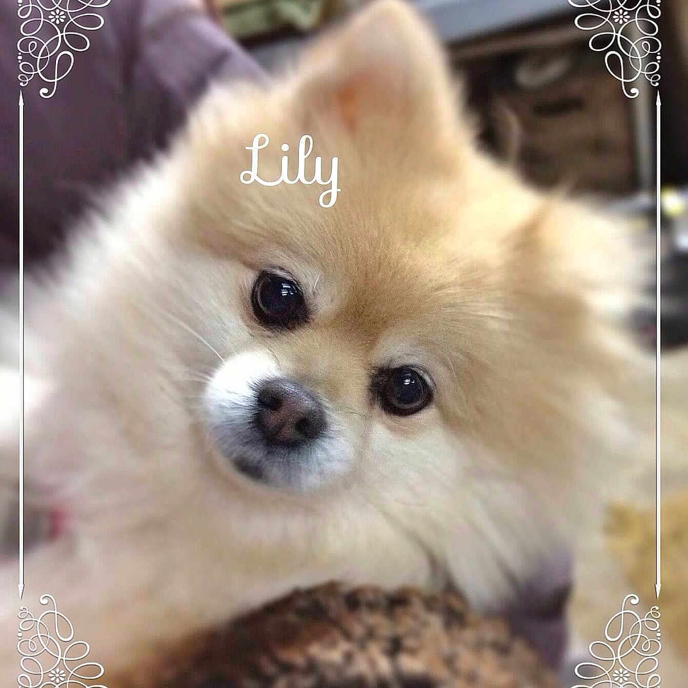 Lily