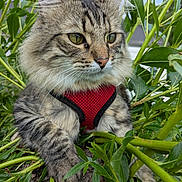 Taĩ Lung a rejoint le concours — aidez-le/la à gagner de superbes lots ! animal, calm, cat, closeup, ears, fluffy, fur, garden, greenery, harness, leaves, nature, outdoor, pet, portrait, relaxed, sky, tabby, tree, whiskers