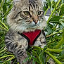 animal, calm, cat, closeup, ears, fluffy, fur, garden, greenery, harness, leaves, nature, outdoor, pet, portrait, relaxed, sky, tabby, tree, whiskers