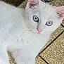 Azia a rejoint le concours — aidez-le/la à gagner de superbes lots ! animal, blue_eyes, cat, close_up, curious, cute, domestic_cat, ears, face, feline, fur, indoor, lying_down, pet, pink_nose, portrait, relaxed, tile_floor, whiskers, white_cat