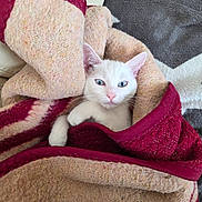 Azia participe au concours pour gagner de l'argent avec cette photo : animal, blanket, blue_eyes, cat, comfort, cozy, curious, cute, feline, fur, indoor, kitten, pet, relaxation, resting, small, soft_texture, warm, white_cat, wrapped
