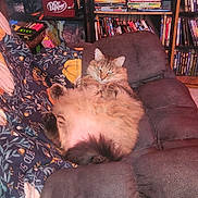 Moji is registered to the contest to win money with this photo: cat, fluffy, recliner, blanket, dvd_shelf, living_room, feline, relaxed, indoor, pet, fur, cozy, seated, resting, home, comfortable, animal, tabby, plush, curled_tail
