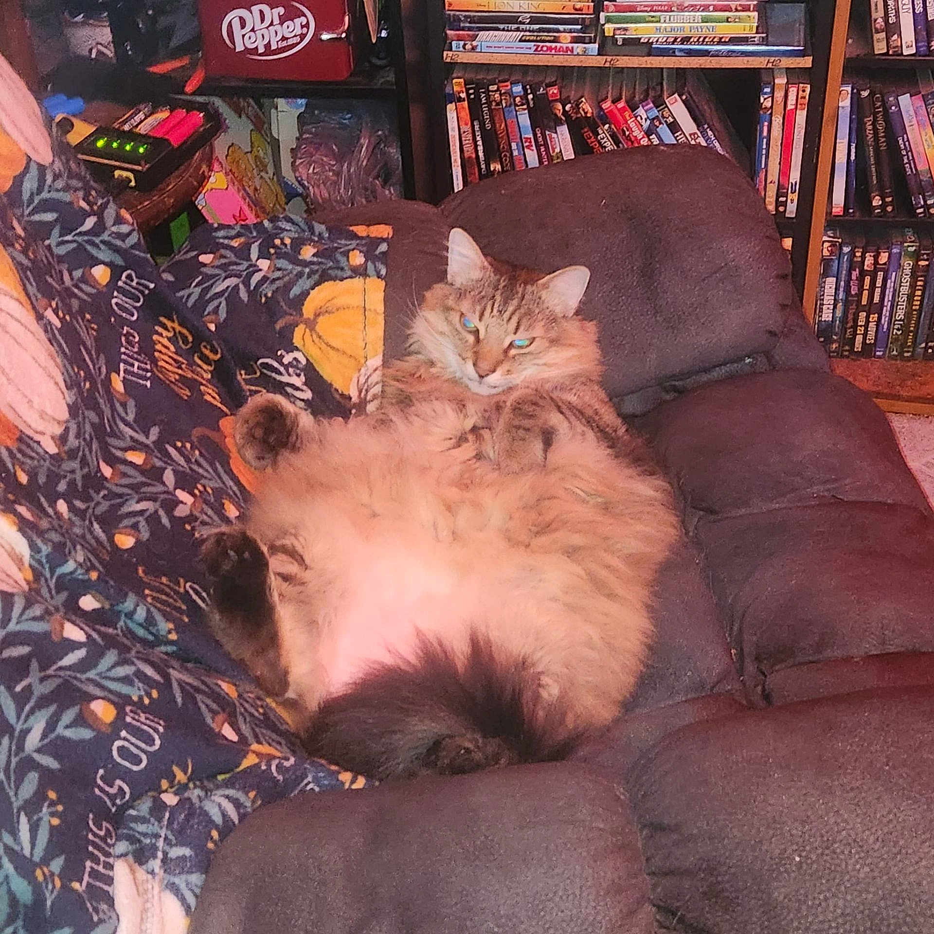 Moji is registered to the contest to win money with this photo: cat, fluffy, recliner, blanket, dvd_shelf, living_room, feline, relaxed, indoor, pet, fur, cozy, seated, resting, home, comfortable, animal, tabby, plush, curled_tail