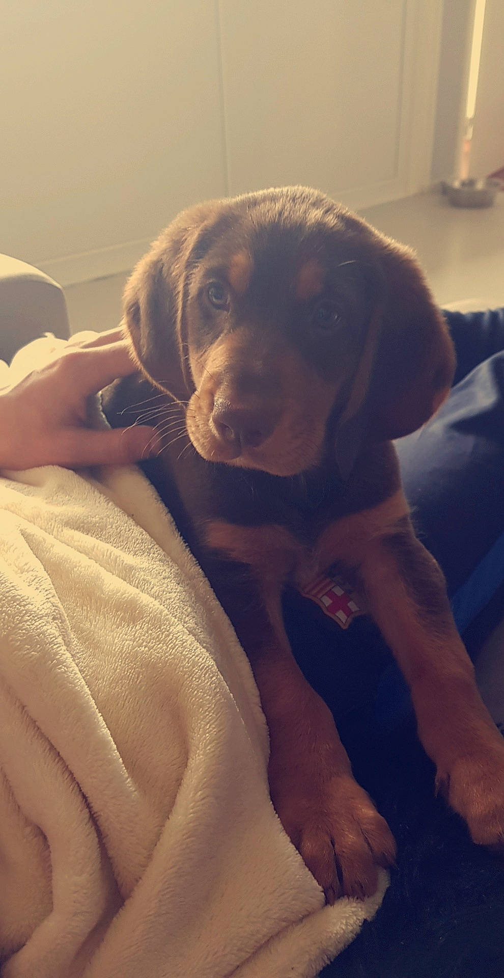 Rambo a rejoint le concours — aidez-le/la à gagner de superbes lots ! beagador, canidae, carnivore, dog, dog_breed, ear, fawn, hunting_dog, labrador_retriever, mammal, nose, puppy, snout, sporting_group, vertebrate, vizsla, weimaraner