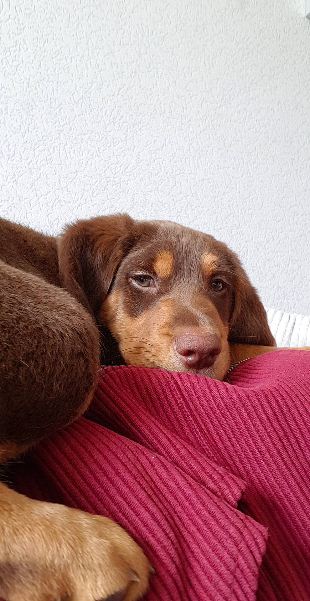 Rambo participe au concours pour gagner de l'argent avec cette photo : beagador, brown, canidae, carnivore, companion_dog, dog, dog_breed, fawn, labrador_retriever, liver, mammal, pointing_breed, puppy, retriever, snout, sporting_group, vertebrate, vizsla, weimaraner