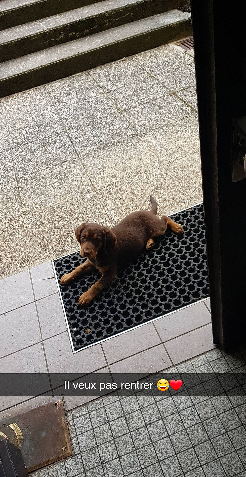 Rambo participe au concours pour gagner de l'argent avec cette photo : canidae, carnivore, cat, dachshund, dog, dog_breed, fawn, floor, flooring, puppy, sporting_group, tail, tile, vizsla