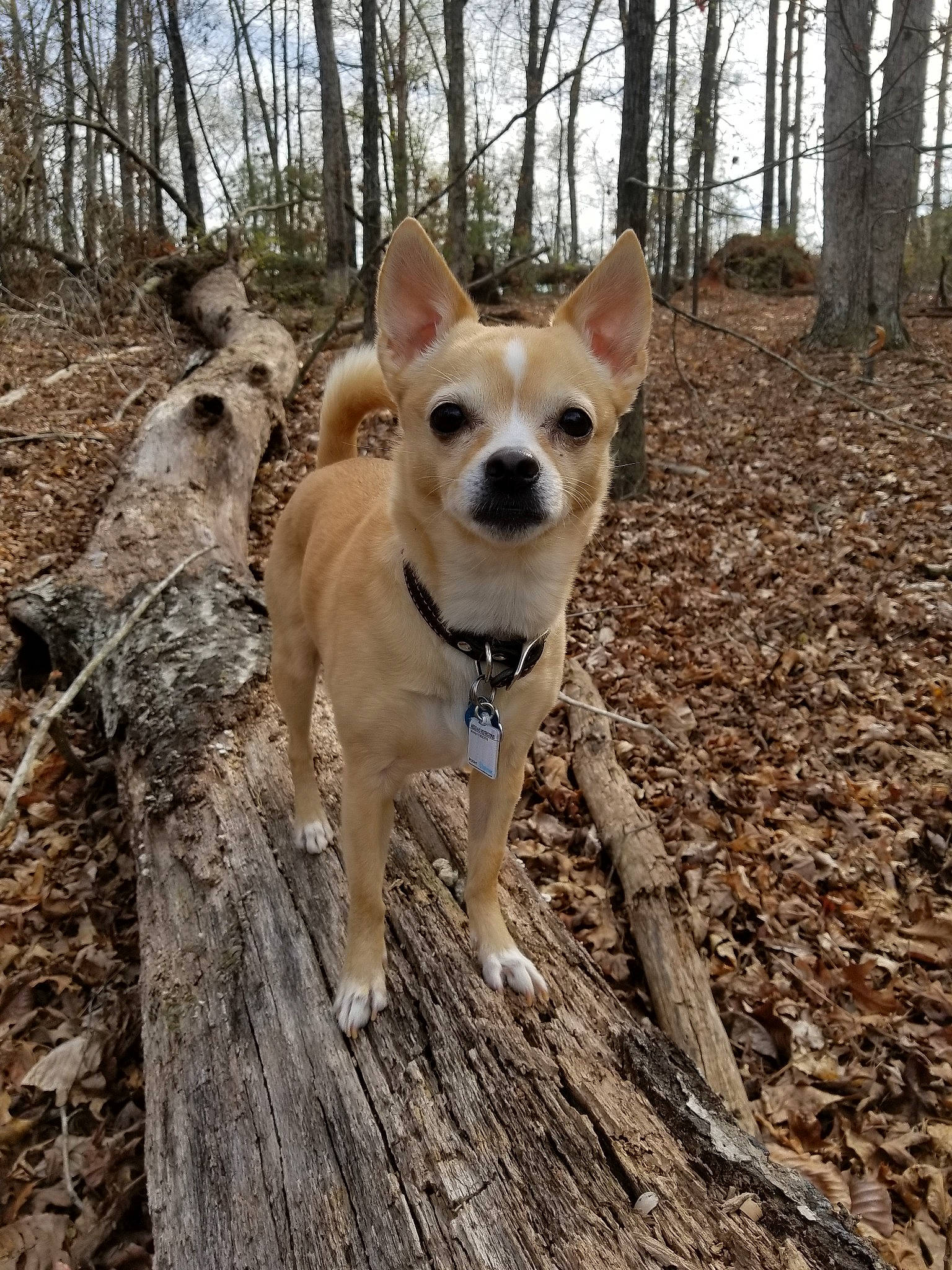 Zoey is registered to the contest to win money with this photo: adventure, canaan_dog, canidae, carnivore, carolina_dog, corgi_chihuahua, dingo, dog, dog_breed, fawn, feist, korean_jindo_dog, mammal, non_sporting_group, norwegian_buhund, norwegian_lundehund, pariah_dog, tree, vertebrate, wildlife