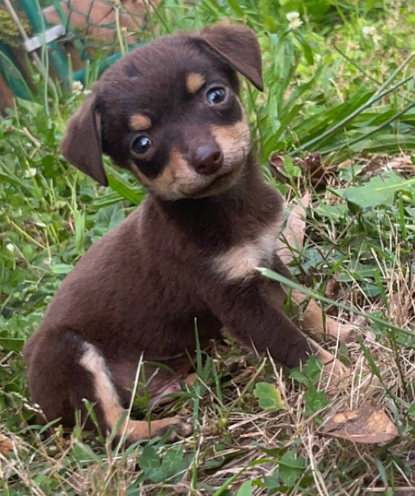 Bubba is registered to the contest to win money with this photo: canidae, carnivore, chihuahua, companion_dog, dog, dog_breed, fawn, fur, grass, groundcover, liver, plant, puppy, snout, sporting_group, terrestrial_animal, terrestrial_plant, toy_dog, whiskers, working_animal