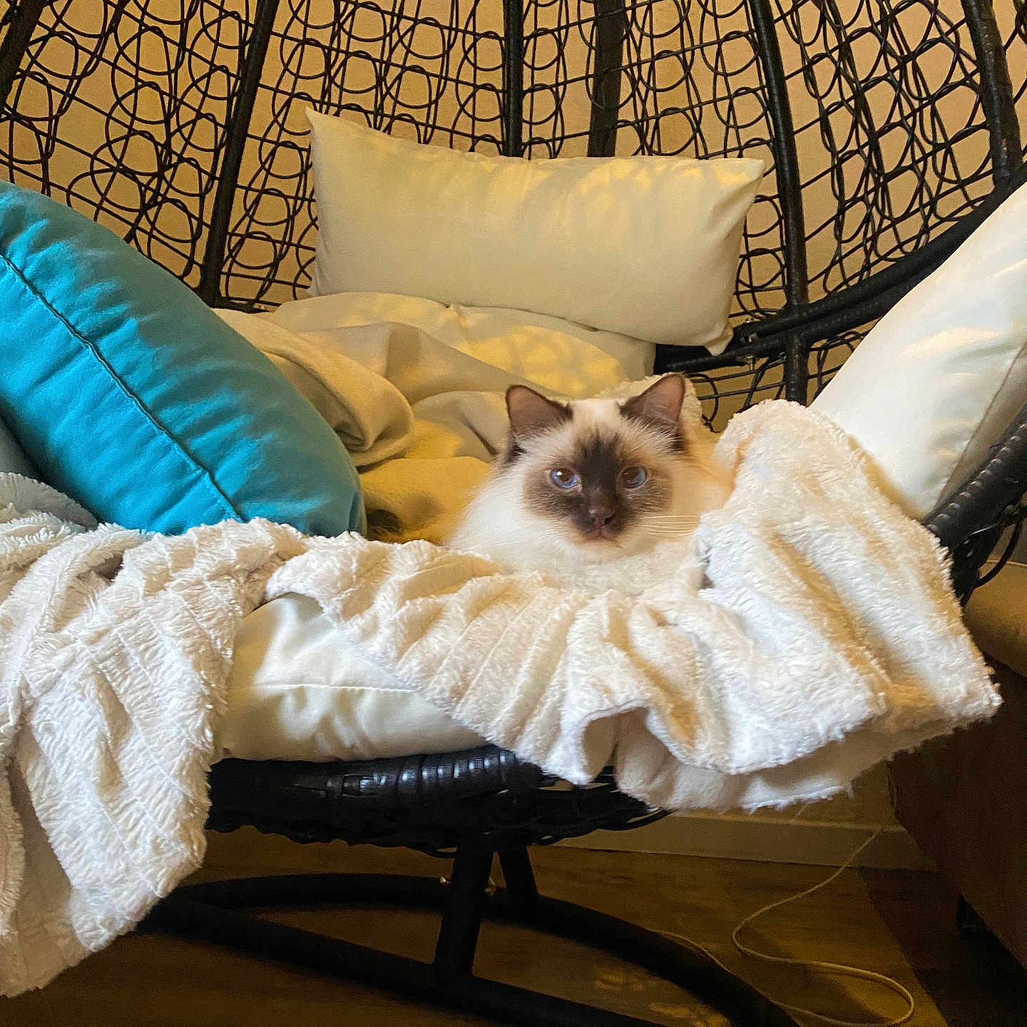 Simba