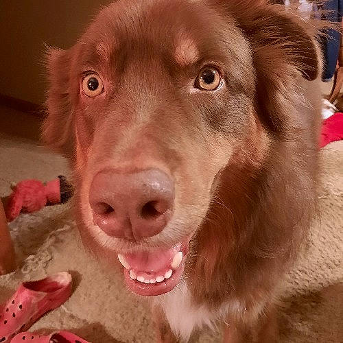 Kodiake joined the competition — help win amazing prizes! ancient_dog_breeds, canidae, carnivore, companion_dog, dog, dog_breed, ear, fang, fawn, flesh, fur, guard_dog, happy, liver, shout, snout, sporting_group, whiskers, working_animal, working_dog