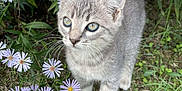 Kimy participe au concours pour gagner de l'argent avec cette photo : kitten, cat, gray_tabby, blue_eyes, flowers, purple_flowers, grass, greenery, garden, nature, outdoor, whiskers, fur, young_animal, curious, pets, small_animal, close_up, animal_portrait, plants