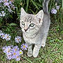 kitten, cat, gray_tabby, blue_eyes, flowers, purple_flowers, grass, greenery, garden, nature, outdoor, whiskers, fur, young_animal, curious, pets, small_animal, close_up, animal_portrait, plants