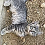 kitten, cat, gray_fur, tabby, lying_down, outdoor, gravel, dirt, concrete, cute, pet, animal, young, whiskers, tail, ears, feline, playful, closeup, nature