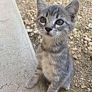 Kimy participe au concours pour gagner de l'argent avec cette photo : kitten, cat, gray_tabby, whiskers, outdoor, concrete, rocks, curious, young, pet, animal, feline, sitting, closeup, cute, ears, eyes, small, fur, nature